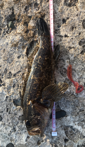 タケノコメバルの釣果