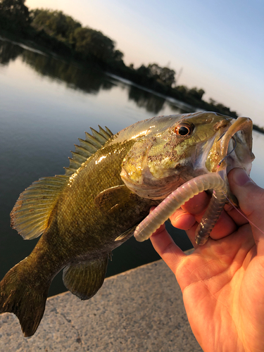 スモールマウスバスの釣果