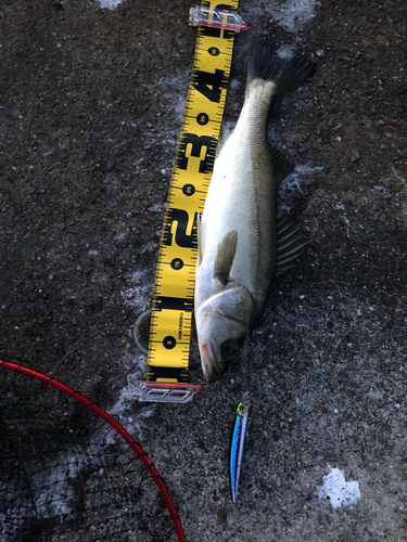 ハネ（マルスズキ）の釣果