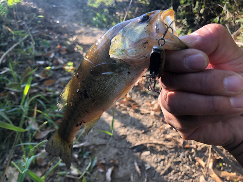 ラージマウスバスの釣果