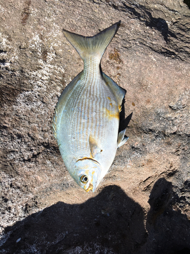 イスズミの釣果