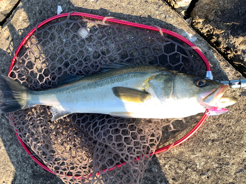 スズキの釣果