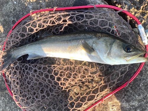 スズキの釣果