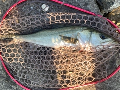 スズキの釣果
