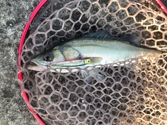 フッコ（マルスズキ）の釣果