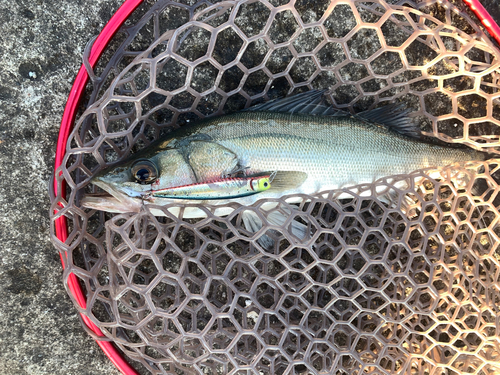 フッコ（マルスズキ）の釣果