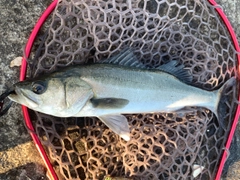 フッコ（マルスズキ）の釣果