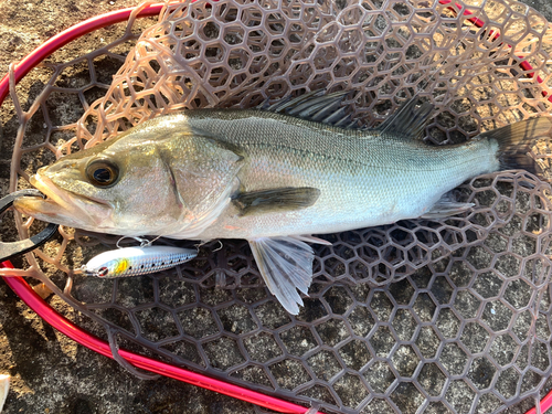 フッコ（マルスズキ）の釣果