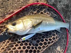 フッコ（マルスズキ）の釣果