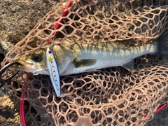 フッコ（マルスズキ）の釣果