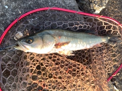 フッコ（マルスズキ）の釣果