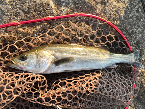 フッコ（マルスズキ）の釣果