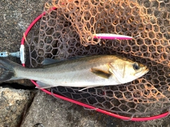 フッコ（マルスズキ）の釣果