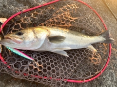 スズキの釣果