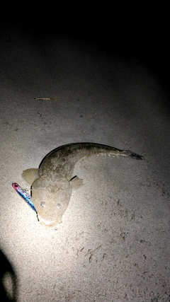 マゴチの釣果