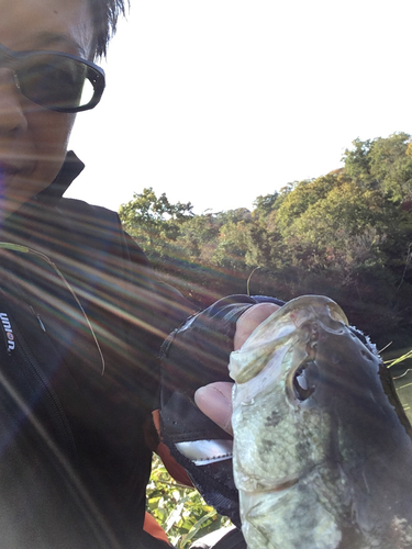 ラージマウスバスの釣果