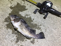 クロソイの釣果