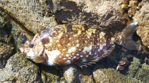 アイゴの釣果