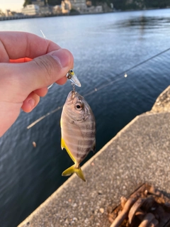 メッキの釣果