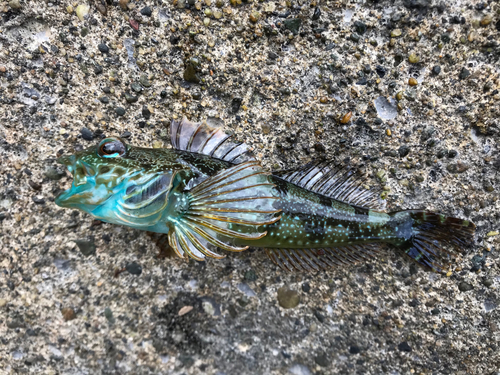 アナハゼの釣果