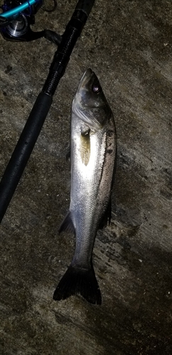 フッコ（マルスズキ）の釣果