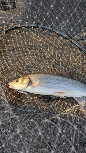 ウグイの釣果