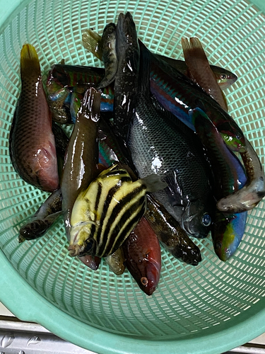 カニの釣果