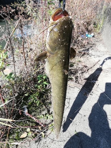 マナマズの釣果