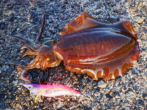 アオリイカの釣果