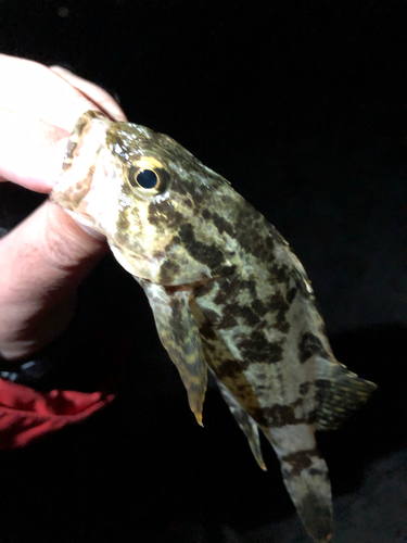 タケノコメバルの釣果