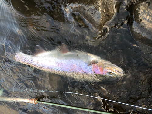 ニジマスの釣果