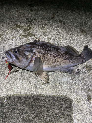 クロソイの釣果