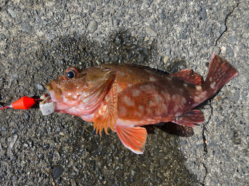 カサゴの釣果