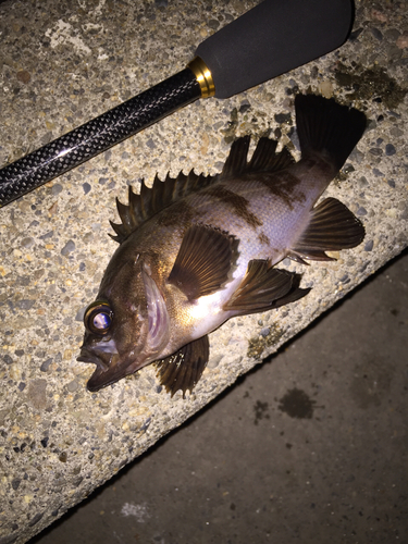 メバルの釣果