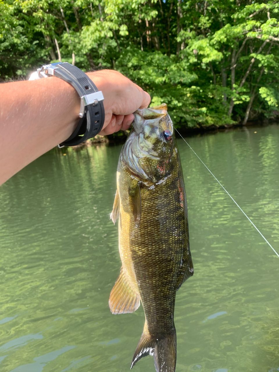 スモールマウスバス