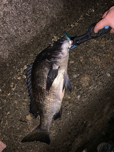 クロダイの釣果