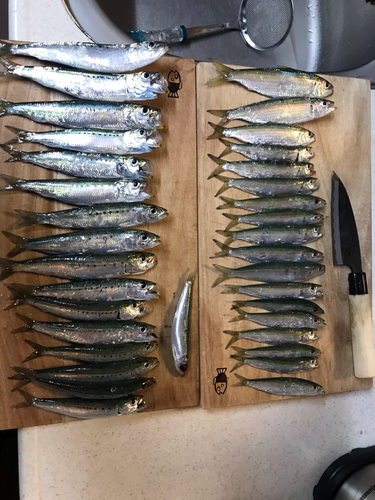 イワシの釣果