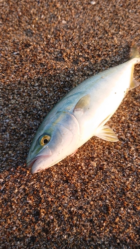 イナダの釣果