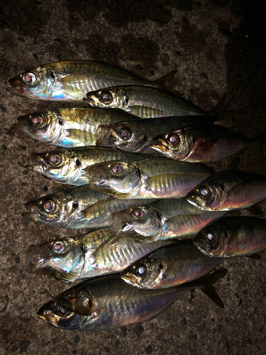 マアジの釣果