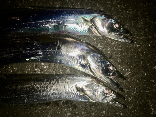 タチウオの釣果