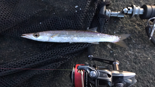 アカカマスの釣果