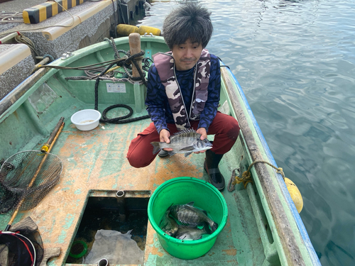 クロダイの釣果