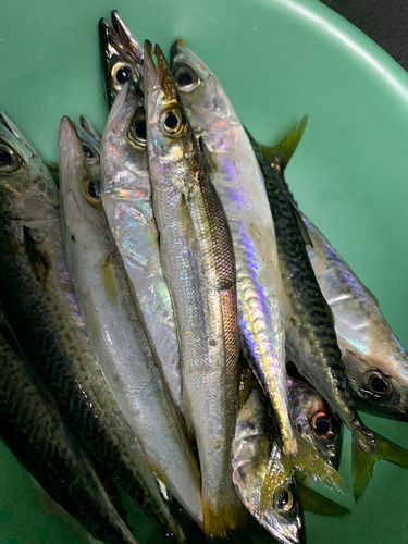 カマスの釣果