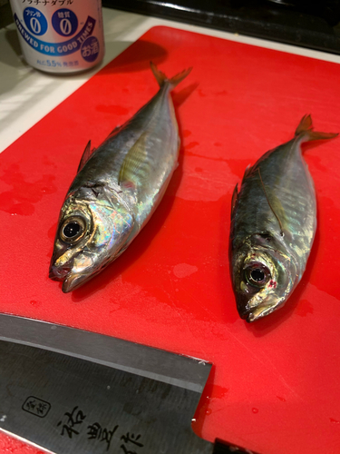 アジの釣果