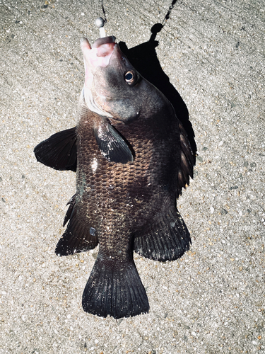 ヒゲダイの釣果