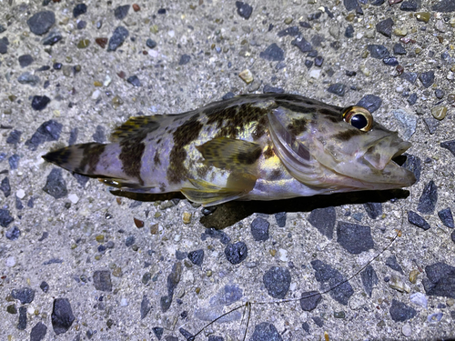 タケノコメバルの釣果