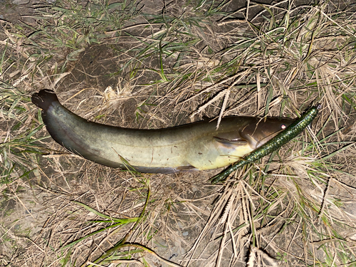 ナマズの釣果