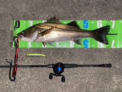 スズキの釣果