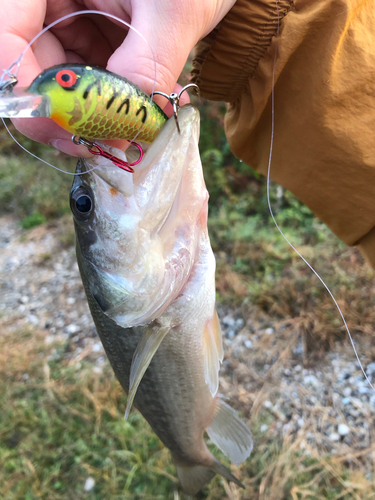 ラージマウスバスの釣果