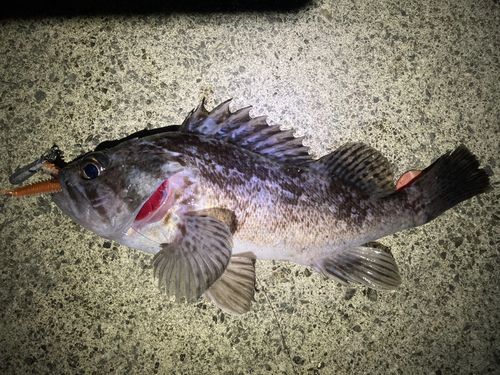 タケノコメバルの釣果